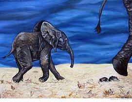 Baby-Elephant-walk